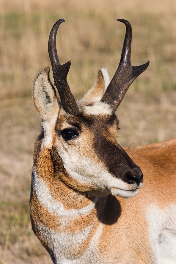 Pronghorn Antelope Buck